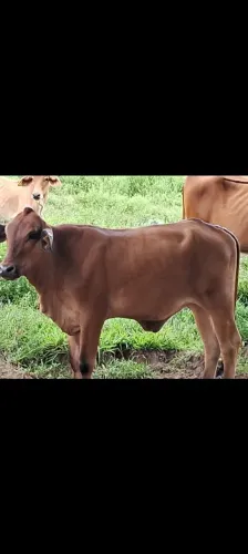 Novilhas, garrote, reprodutores, vacas, boi