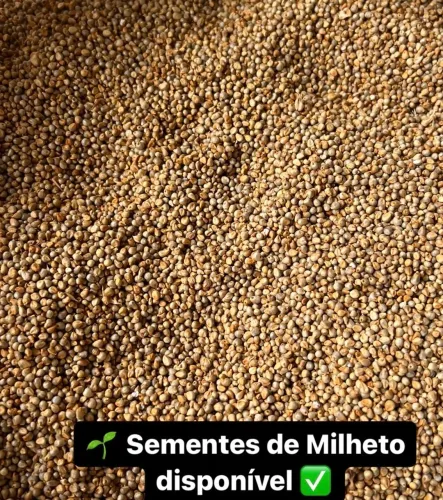 Vendo semente de Milheto BRS 1501 