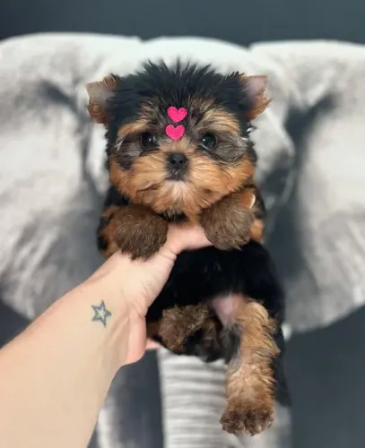Filhote Yorkshire Terrier, Pequenos no tamanho, gigantes no amor!