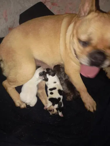 Cachorro ?