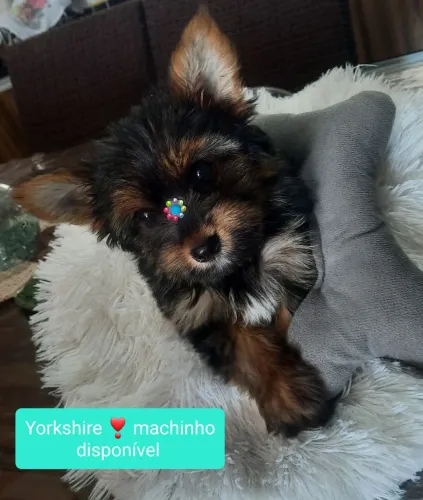 Yorkshire ? machinho