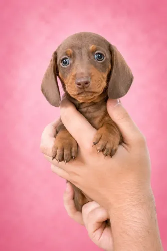 Dachshund encantador esperando seu novo lar