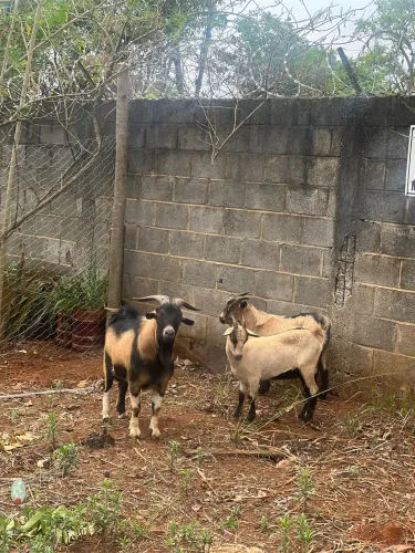 Casal de mini cabra com filhote.