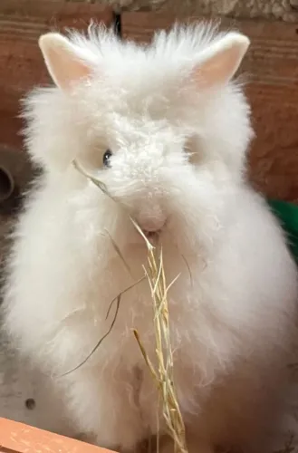 Coelho mini