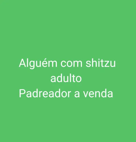 Shih Tzu 