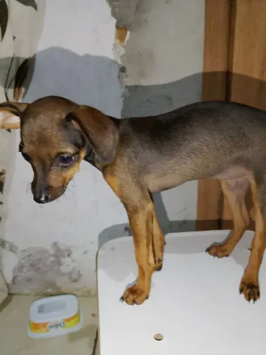 Vende-se Pincher número 1
