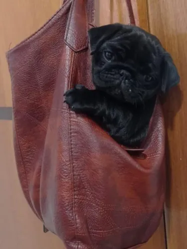 Pug fêmea e macho !!! pais com pedigree!! 