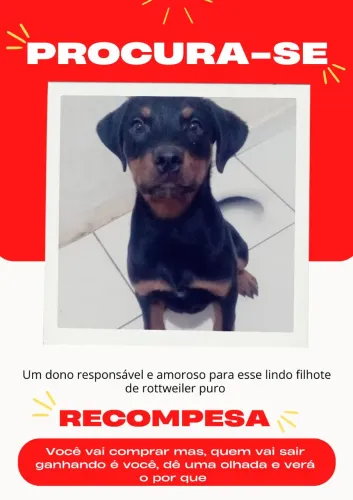Filhote de rottweiler 