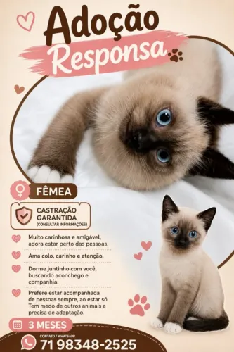 Linda gatinha - Doação responsável 