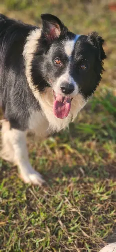 Border Collie Procura Namorada