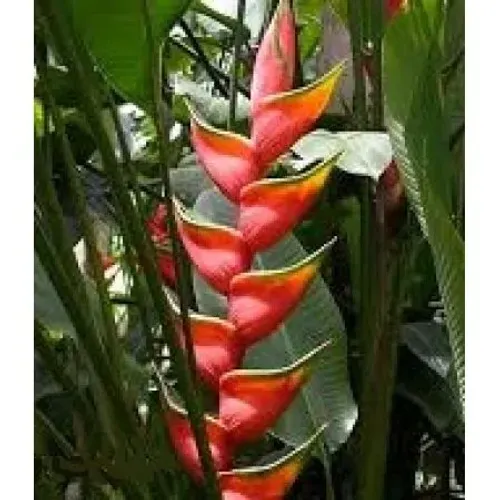 Mudas de heliconia