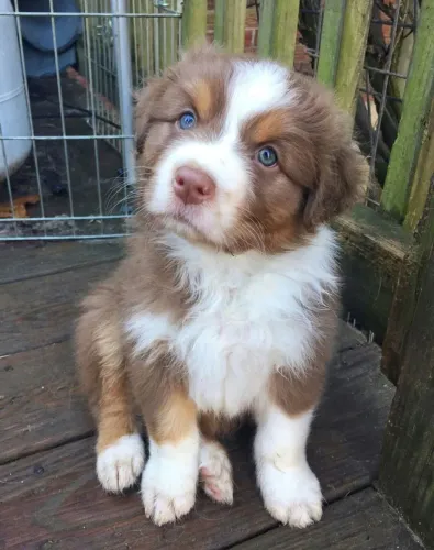 Border Collie - Carinho Que Conquista Fácil