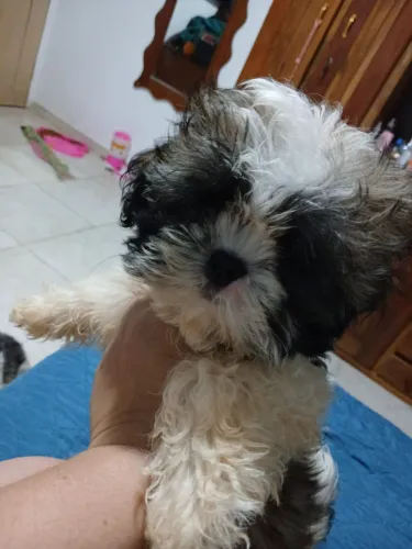 Vendo lindo filhotes de Shih tzu é macho.
