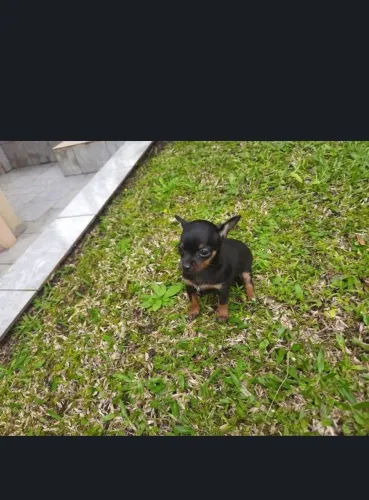Pincher 0