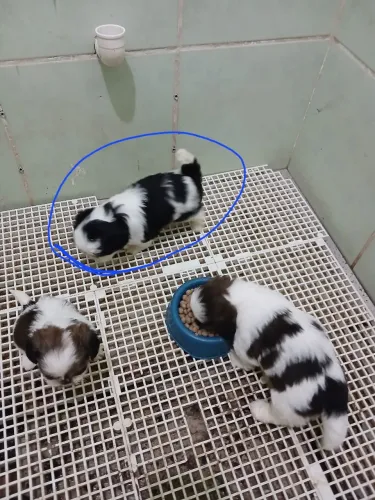 Fêmea Micro Shihtzu
