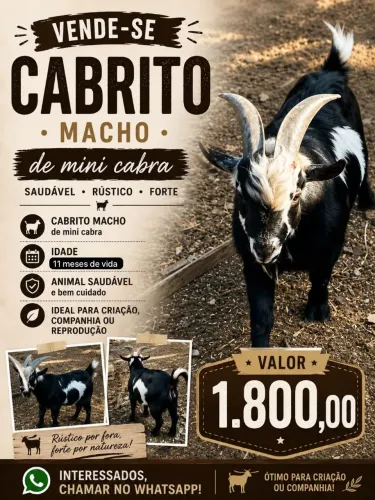 Mini Cabrito