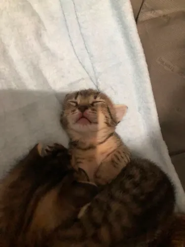 Gatinhos para doação