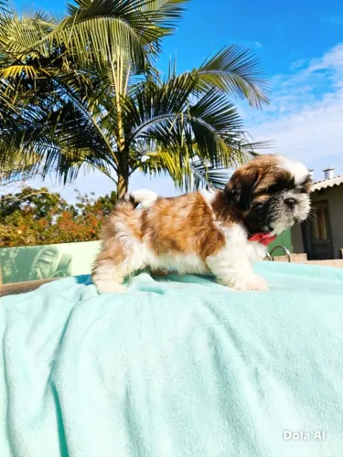 Shih Tzu machinho saudável, vacinas importada valor promocional!!!