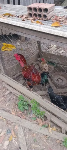 Galo a venda