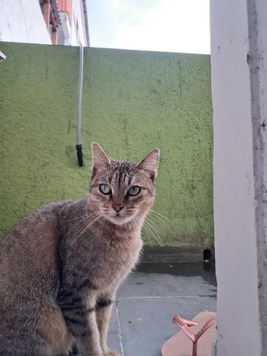 BUSCO ALUGUEL URGENTE RJ