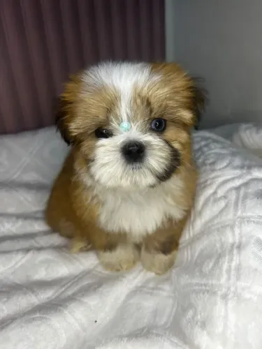Shih Tzu