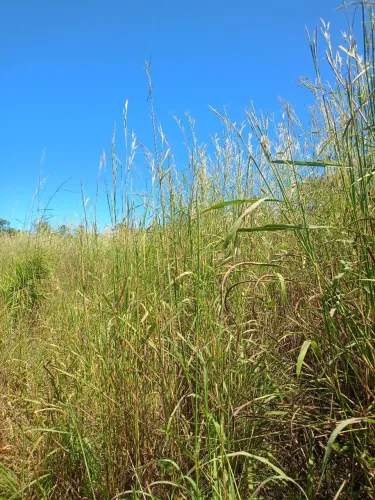 SÍTIO 34 HECTARES NATIVIDADE-TO ESCRITURADA