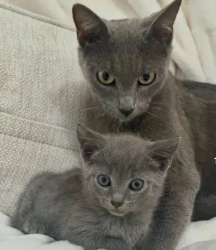 Russian Blue macho e fêmea