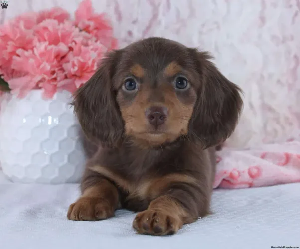 Dachshund Chocolate super raro disponível 