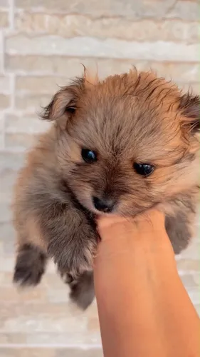 Lulu da Pomerânia Splitz Alemão Anão Pedigree 