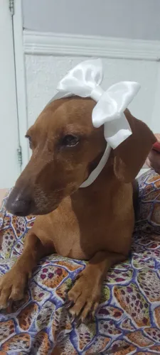 Laço para cabecinha da sua pet