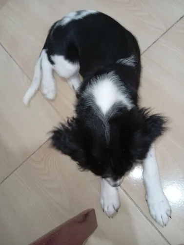 Doação de cachorrinha