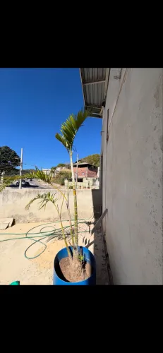PALMEIRA ARECA