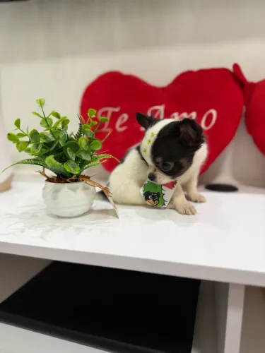 Chihuahua Miniatura