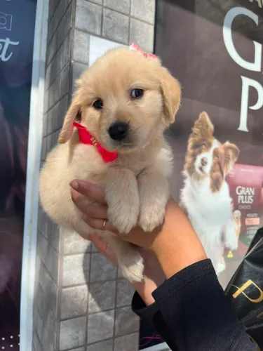 Filhote de golden