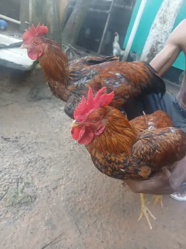 Vendo esses 4 galos são novos e bonito 