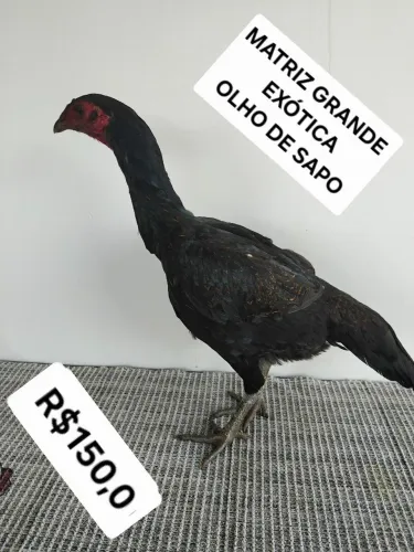 Frangas da melhor genetica Mura!!!