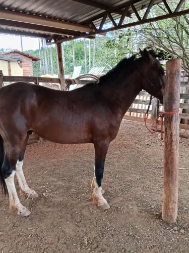Cavalo 1/4 quarto de milha ( cavalo nunca foi montado, precisa amansar) chucro.