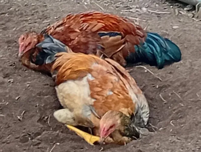 Frango caipira valor 70 cada