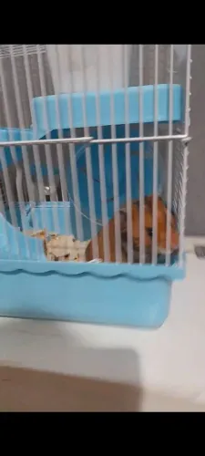 Gaiola completa para hamister sírio