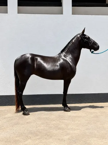 Égua Mangalarga Marchador