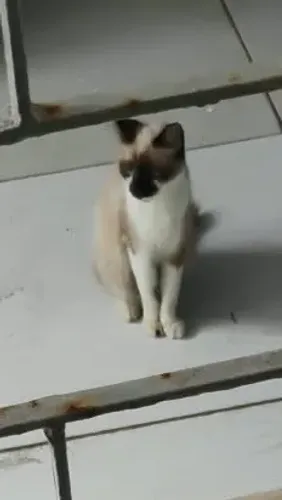 GATA FÊMEA E FILHOTES PARA ADOÇÃO