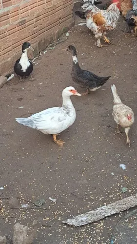 Patos 