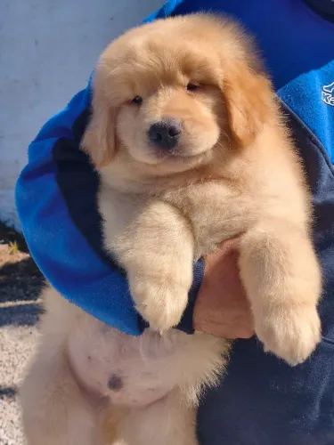 Golden Retriever últimos filhotes disponível 