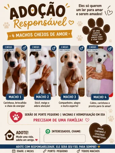 Doação de pets