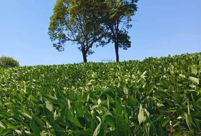 Sítio à venda, por R$ 800.000 - Zona Rural - Jataizinho/PR