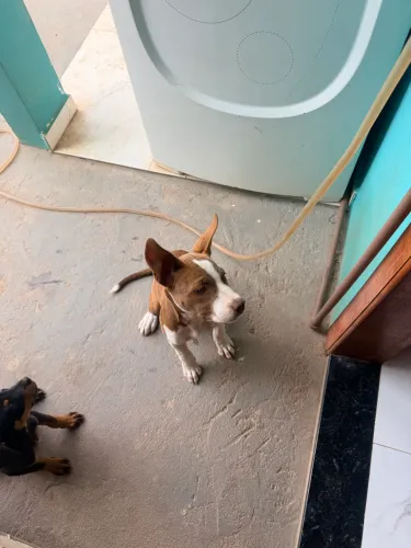 Vende-se pitbull fêmea