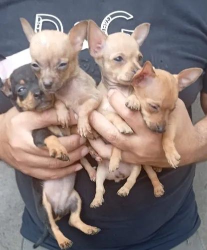 Filhotes Pinscher disponíveis Preto e Caramelo