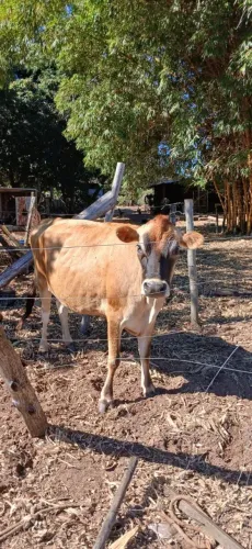 Novilha gersey pura