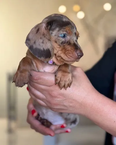 Basset teckel ideal para familia