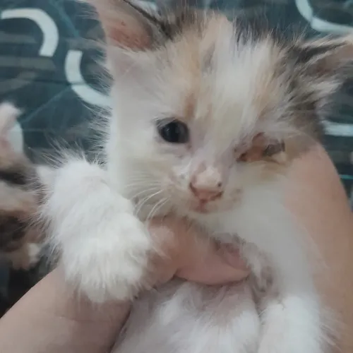Gatas fêmeas filhotes para adoção